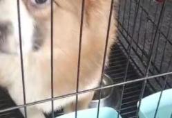 宠物视频,捕捉宠物视频中的欢乐瞬间